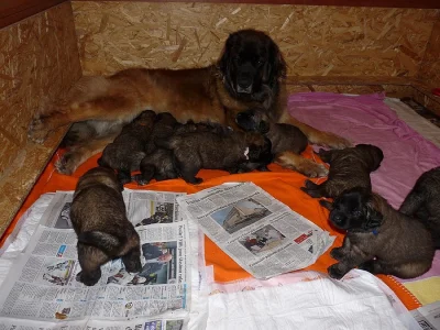 LEONBERGER