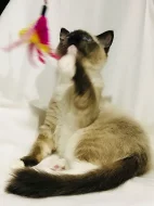 Ragdoll - hadrová panenka