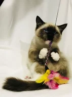 Ragdoll - hadrová panenka