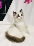 Ragdoll - hadrová panenka