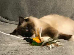 Ragdoll - hadrová panenka