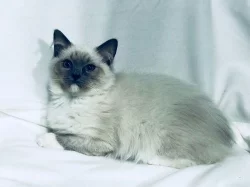 Ragdoll - hadrová panenka