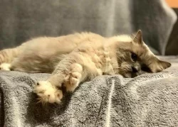 Ragdoll - hadrová panenka