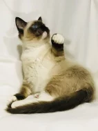 Ragdoll - hadrová panenka