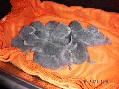 Prodám koťata Ruské modré kočky s PP