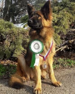 Nemecký ovčiak dlhosrstý