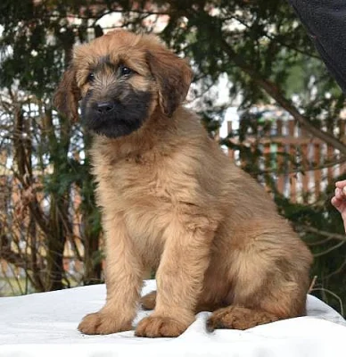 Štěňata briard k odběru s PP