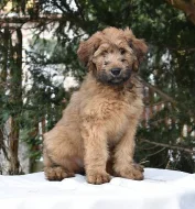 Štěňata briard k odběru s PP