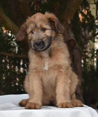 Štěňata briard k odběru s PP
