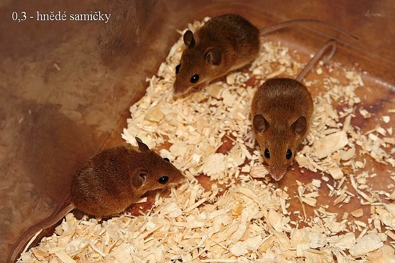 Myška africká - minimyš (Mus minutoides)