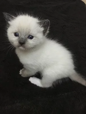 Koťátka colorpoint