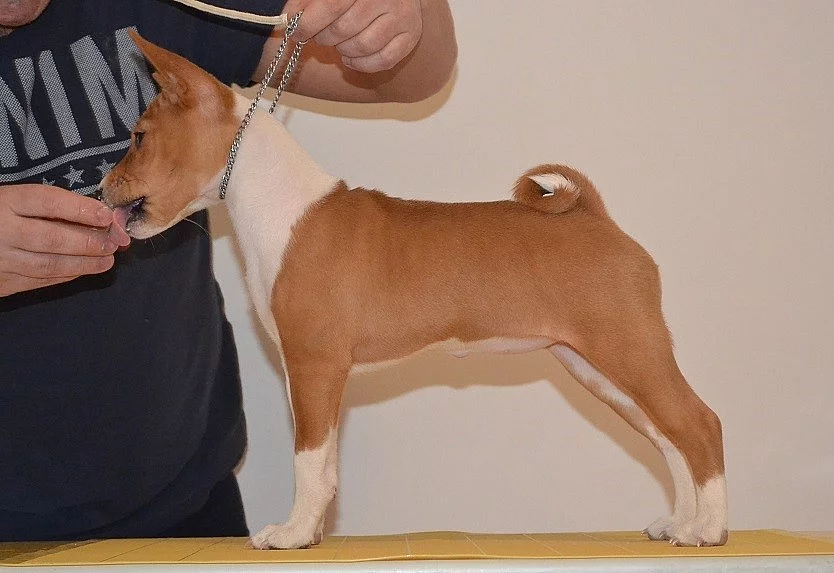 BASENJI ŠTĚŇÁTKO