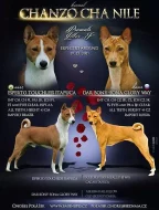 BASENJI ŠTĚŇÁTKO
