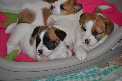 Jack Russell Terrier