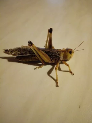 saranče stěhovavé 300-500kusů týdně