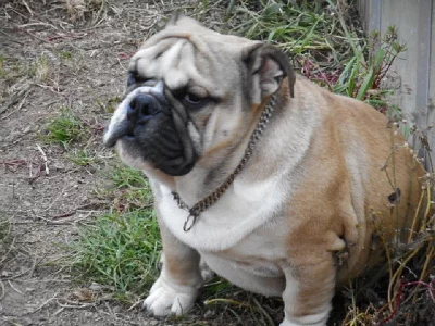 Anglický buldok - pejsek s pp