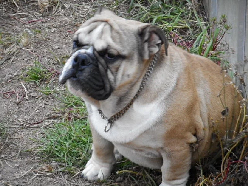 Anglický buldok - pejsek s pp