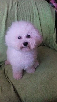 Nabizim nakryti pejska Bisonka s PP