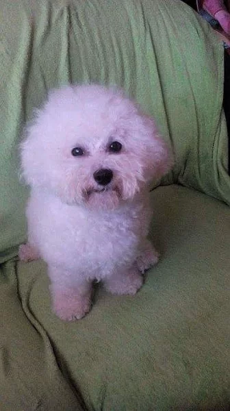 Nabizim nakryti pejska Bisonka s PP