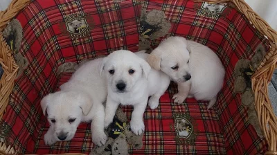 West highland white terrier