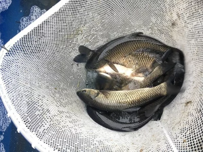 Amur násada PRODÁM