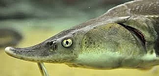 Jeseter ruský a sibiřský