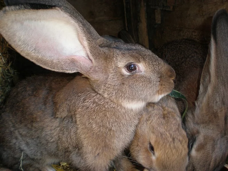 Prodám na chov králíky po belgickém obrovi