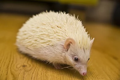 Ježek bělobřichý - daruji do dobrých rukou