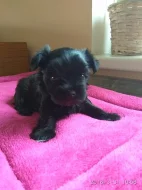 jorkšírský terier