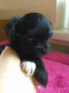 jorkšírský terier