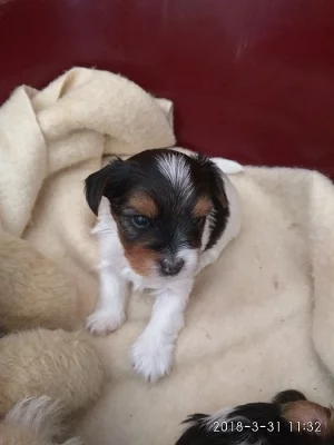 jorkšírský terier