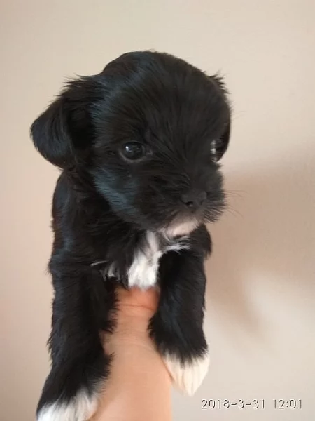 jorkšírský terier