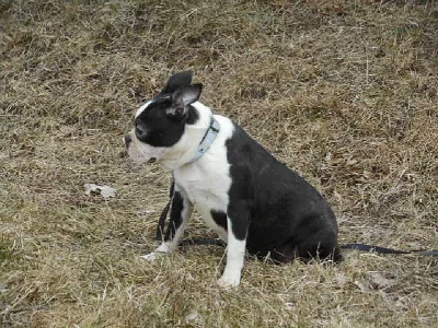 Bostonský terier - fenka s pp