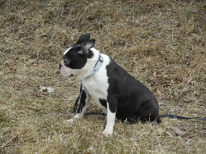 Bostonský terier - fenka s pp