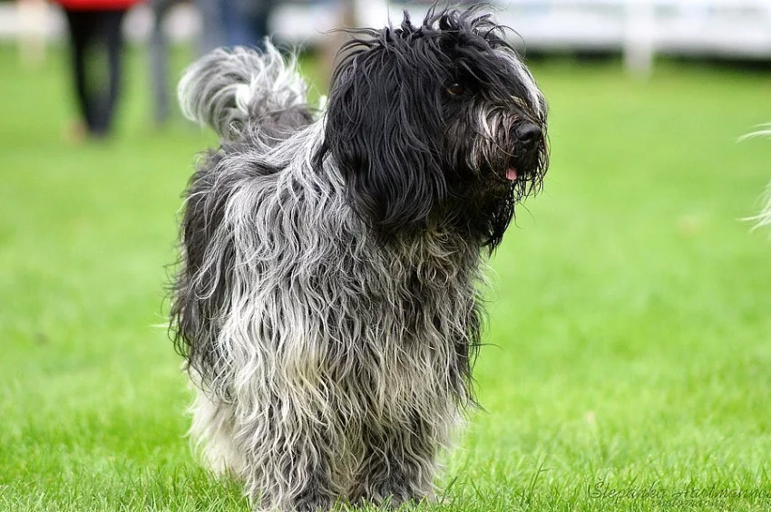 schapendoes (Holandsý ovčácký pudl)