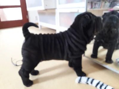 šarpej-shar pei-štěňata s pp