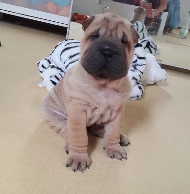 šarpej-shar pei-štěňata s pp