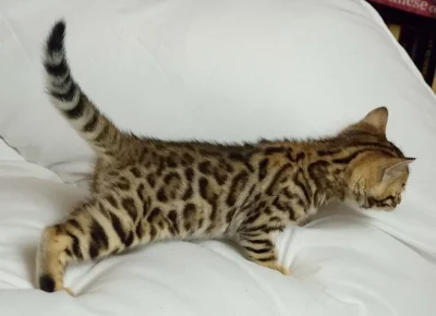 Bengálská kočka