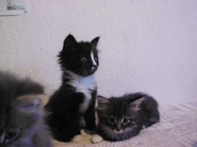 Zadám koťátka plemene norská lesní kočka