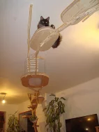 Kočičí strom /škrabadlo/kočka/koťata