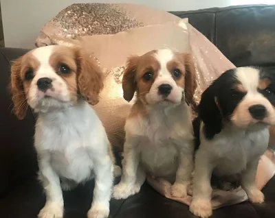 Kavalír King Charles španěl štěňata s pp