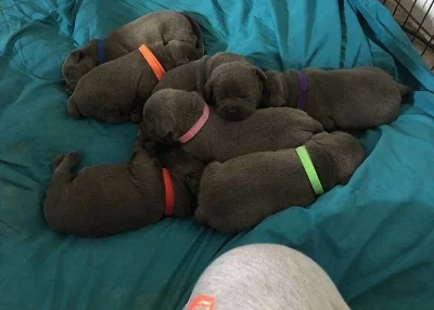 Prodám Stafordšírský bulteriér s PP