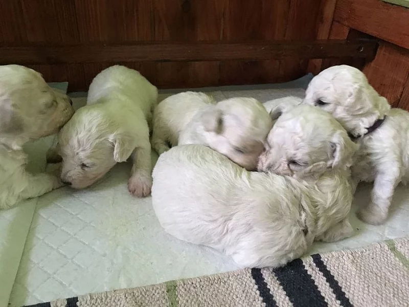 Boloňský psík na prodej S PP