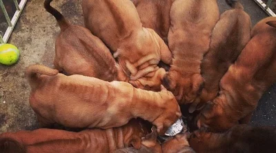 Rhodéský Ridgeback štěňata s pp