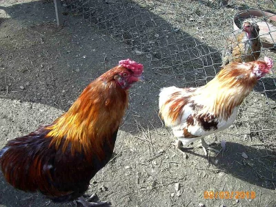 Prodám kohouty araukany.