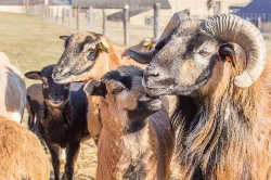Kamerunské ovce - jehničky do chovu