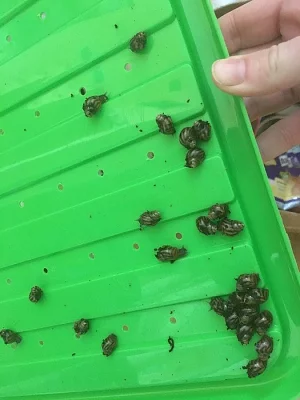 Mláďata oblovky (achatina)