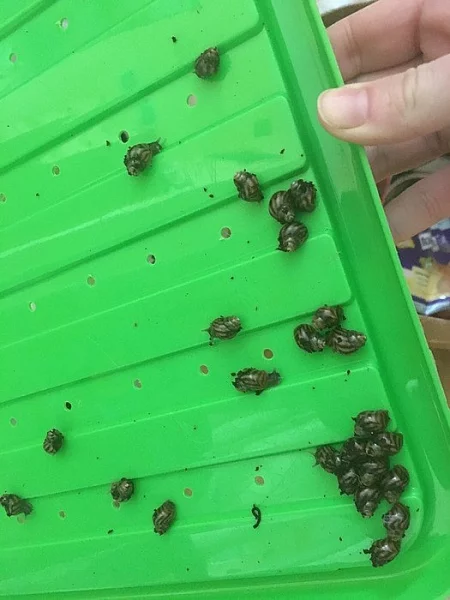 Mláďata oblovky (achatina)