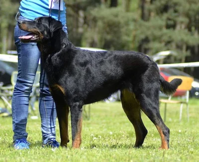 Beauceron s PP