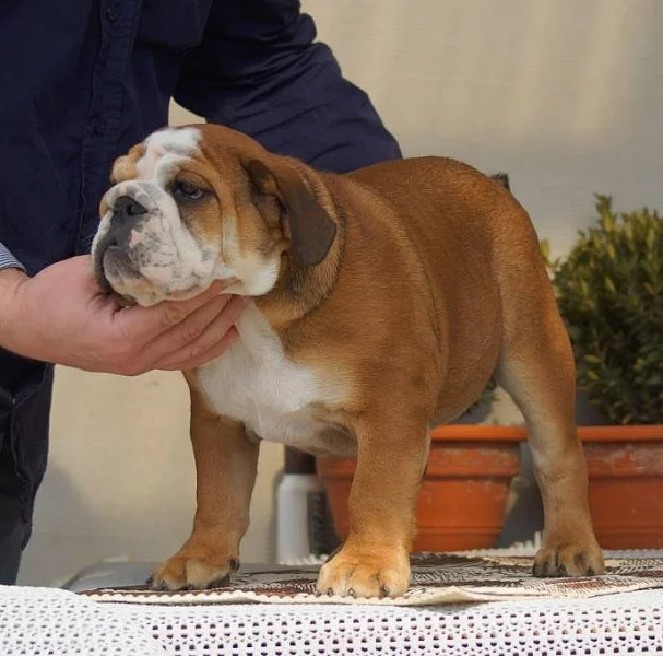 Anglický buldok s PP